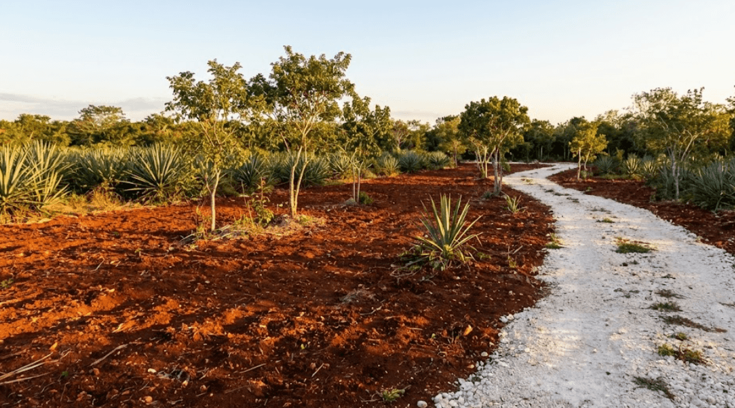 Hectareas en venta cerca de Izamal Yucatan ideal inversion
