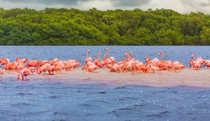 Celestun: paraiso rosado