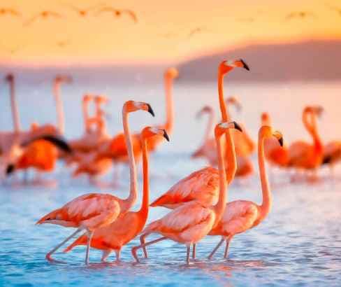 La laguna rosa de Yucatan