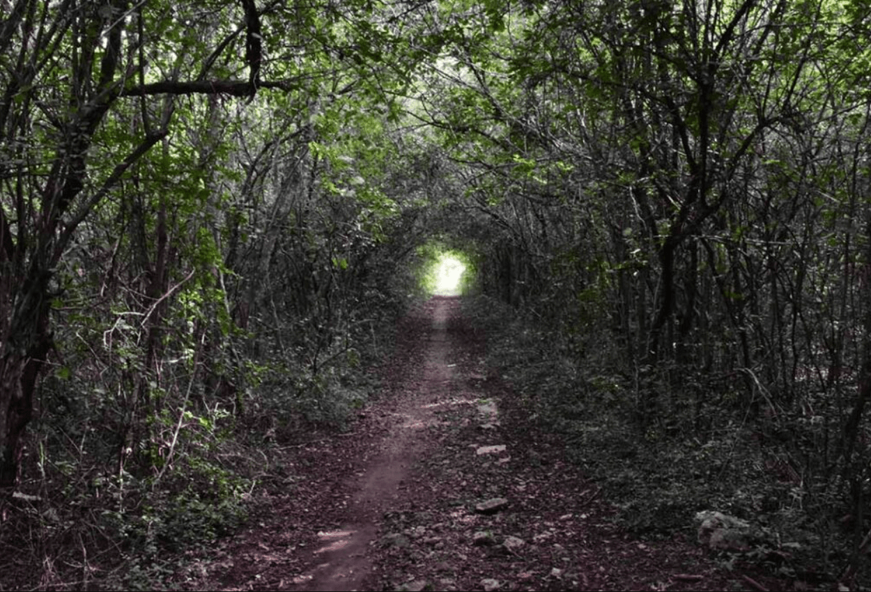 Reserva de Cuxtal guia completa sobre naturaleza y patrimonio