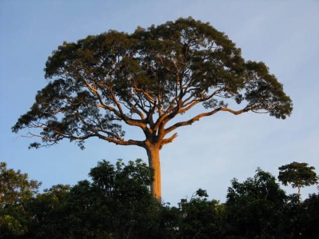 Arbol La Ceiba El Gigante Sagrado de Mesoamerica