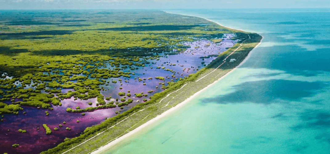 Rosa Palmar 2 Rosa Palmar 2